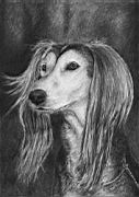 feher_saluki.jpg