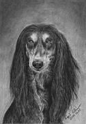 fekete_saluki.jpg