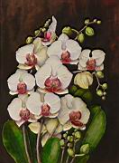 Orchidea 07 Phalaenopsis bouquet.JPG