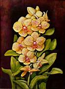 Orchidea 08 Phalaenopsis.JPG