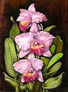 Orchidea 09 Cattleya gaskelliana.JPG