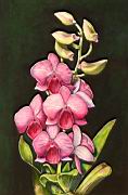 Orchidea 11Dendrobium  phalaenopsis.JPG