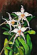 Orchidea 14 Odontoglossum.jpg