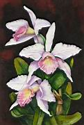 Orchidea 17 Laelia purpurata russeliana.jpg