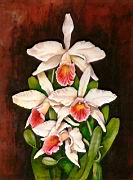 Orchidea 18 Laelia purpurata.jpg