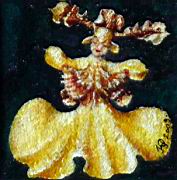 Orchidea balerina Oncicium Varicosum 7x7 cm.jpg