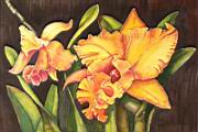 Orchidea10 Cattleya.JPG