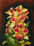 Orchidea13 Cattleya burana.jpg